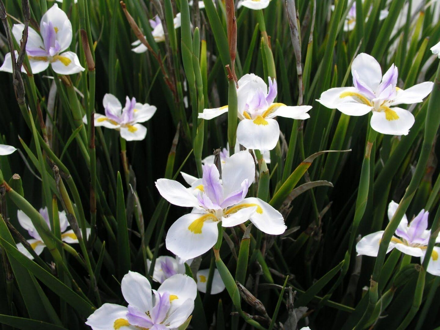 Moreia: uma planta com flores brancas delicadas e folhas em lanças
