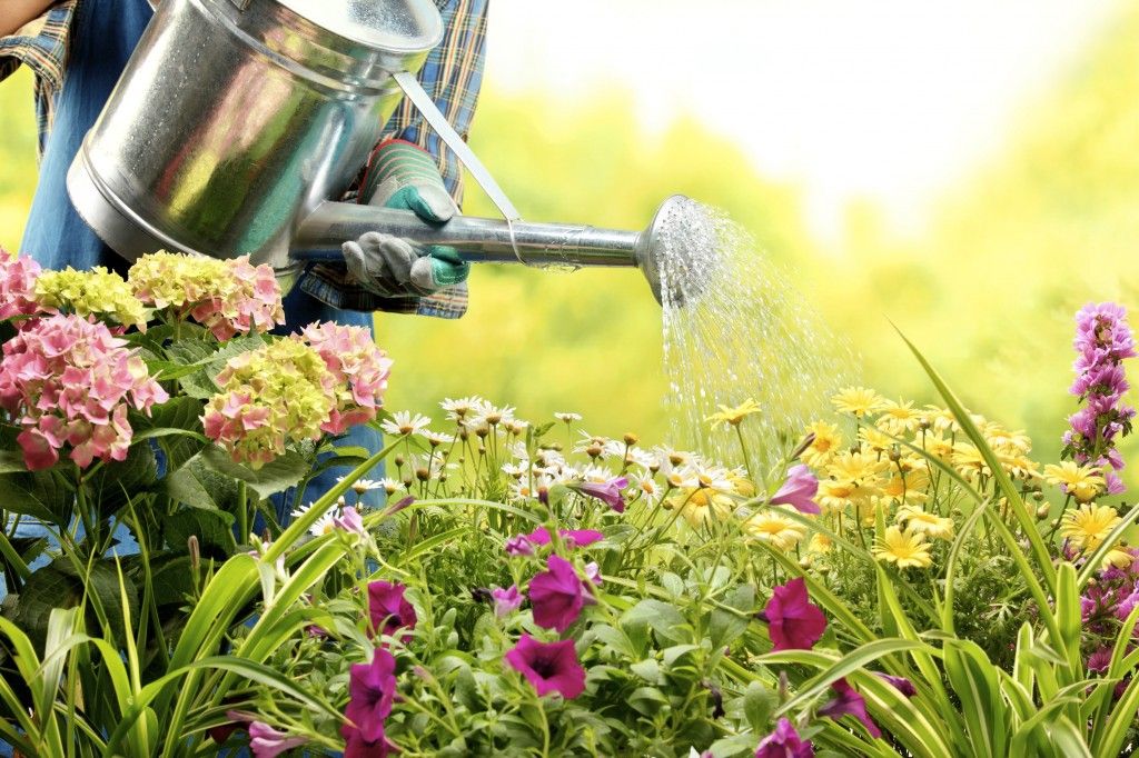 Regar plantas: dicas para manter suas plantas bonitas e saudáveis!