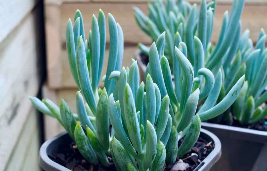 Senécio azul: a suculenta de tom azulado fácil de cultivar em casa