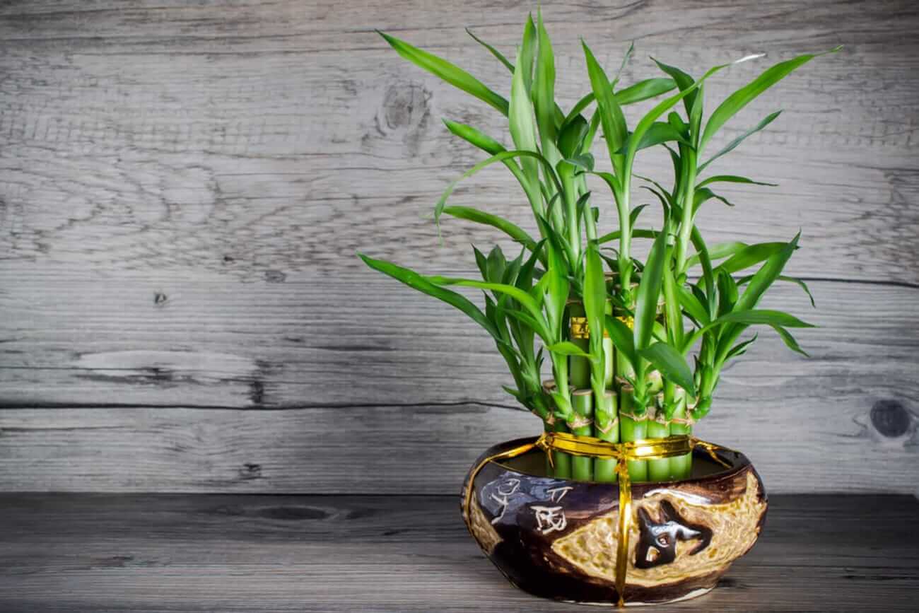 Bambu da sorte: uma planta que traz prosperidade para o lar