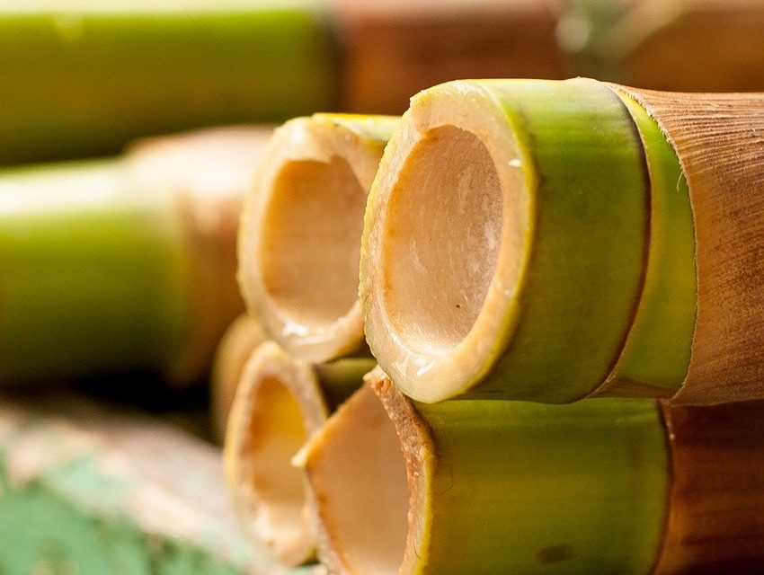Bambu da sorte: uma planta que traz prosperidade para o lar
