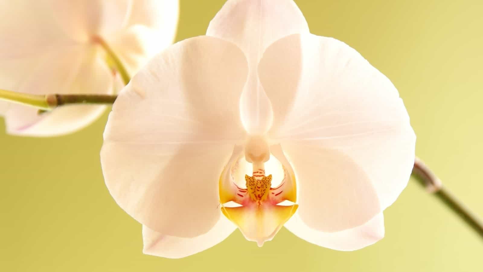 Como plantar orquídea: formas de propagação da flor
