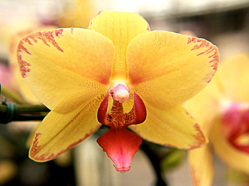 Como plantar orquídea: formas de propagação da flor