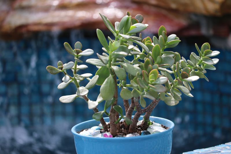 Planta jade: um tipo de suculenta ótimo para a decoração dos ambientes
