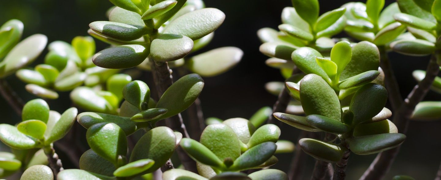 Planta jade: um tipo de suculenta ótimo para a decoração dos ambientes