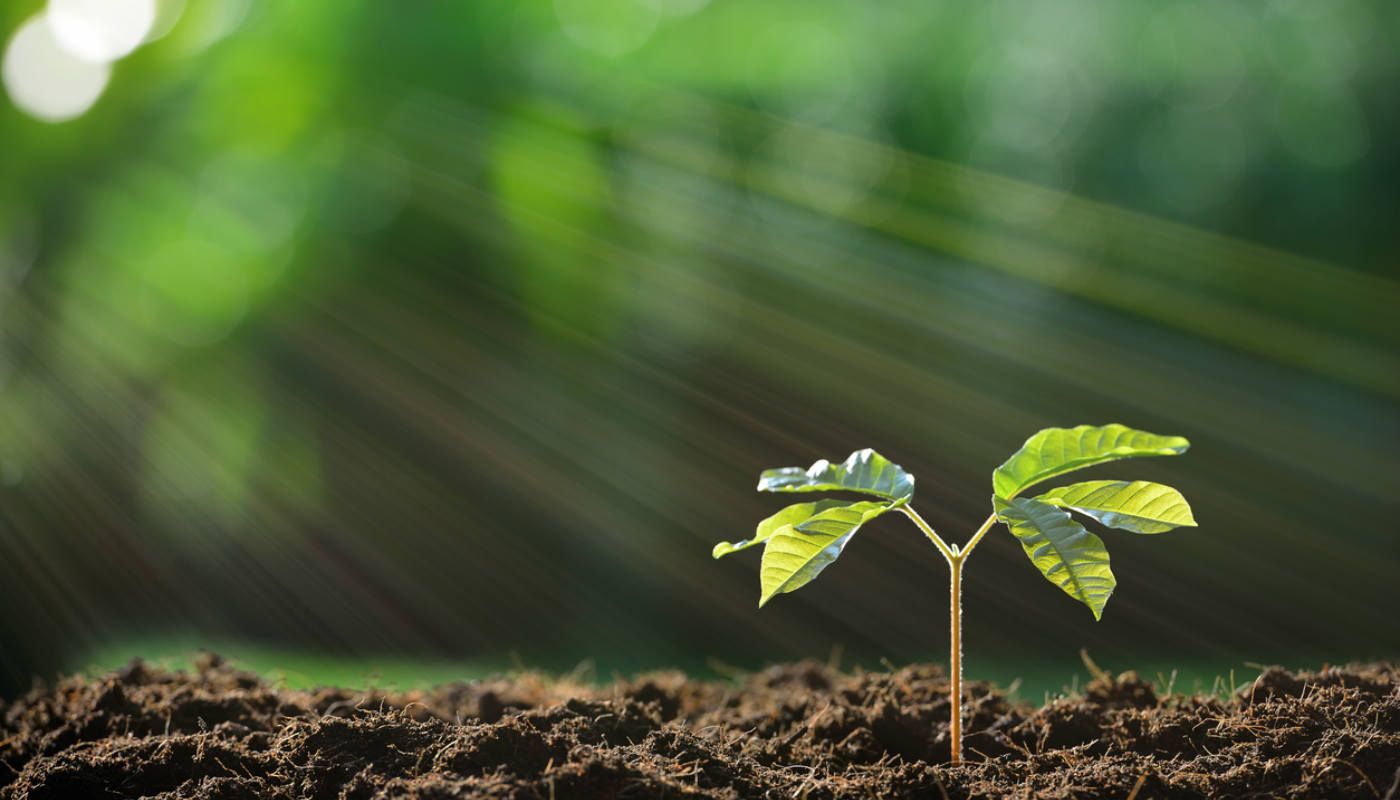 Planta murcha: como cuidar de plantas nesse estado