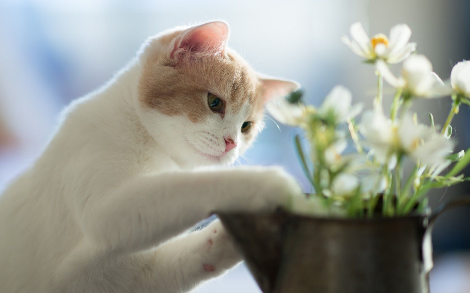 Plantas seguras para gatos: algumas plantas não tóxicas para os pets