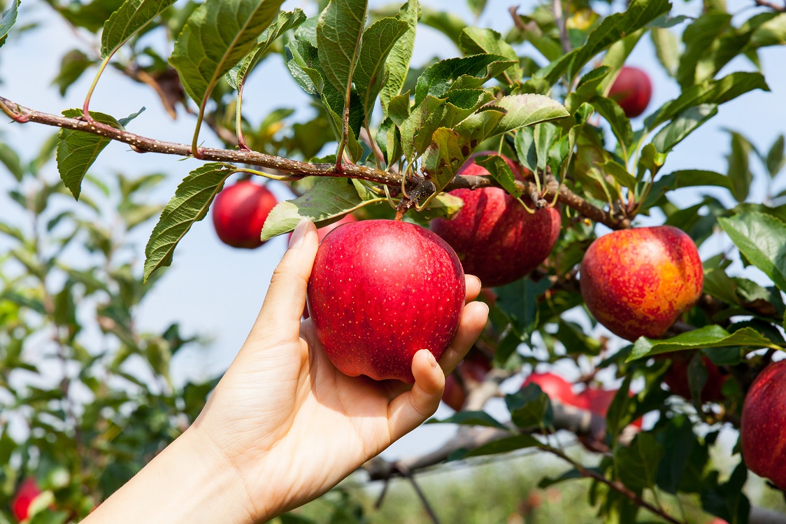Como plantar maçã: passo a passo e cuidados com as pragas