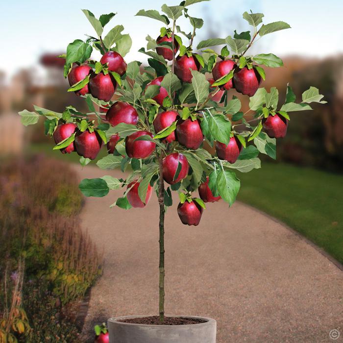 Como plantar maçã: passo a passo e cuidados com as pragas