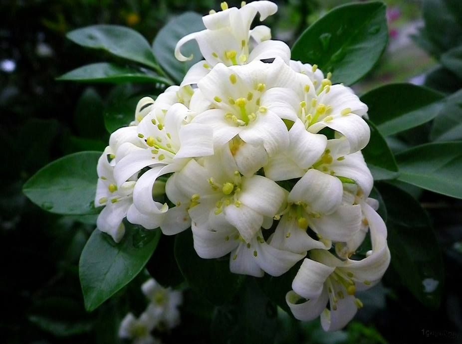Murta: uma das flores com perfume mais adocicado da natureza
