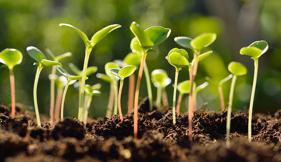 O que é germinação: etapas de desenvolvimento das sementes